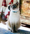 Sultan - Photo 2
