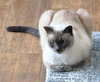 Sultan - Photo 3