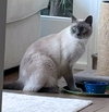 Sultan - Photo 5