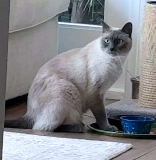 Sultan