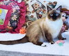 Pursephanie - Photo 4