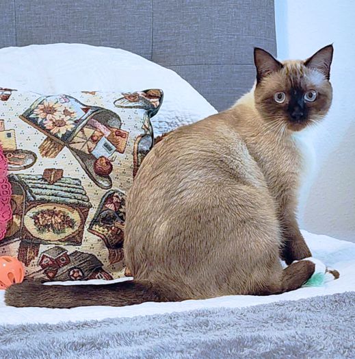 Pursephanie
