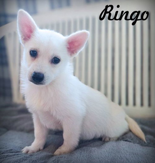 picture of the dog needing adoption