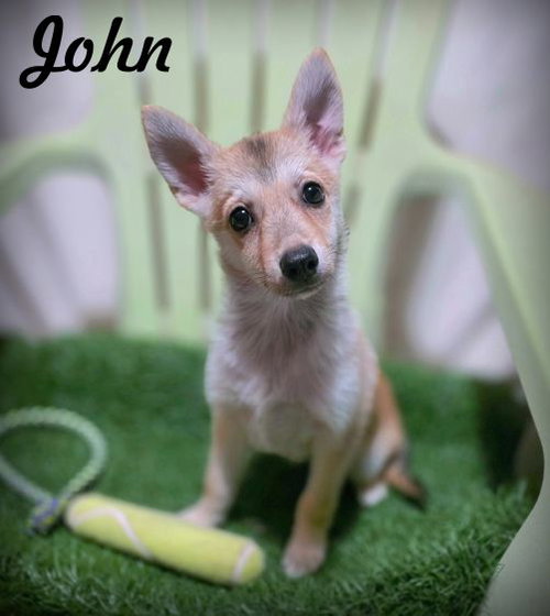 picture of the dog needing adoption