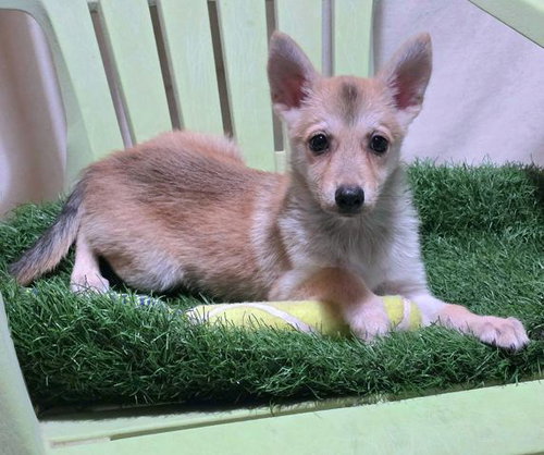 JOHN - Pomeranian / Chihuahua available for adoption