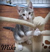 Mike - Photo 1