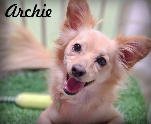 picture of the dog needing adoption