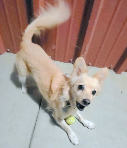 Archie