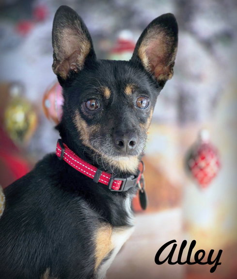 ALLEY KAT - Miniature Pinscher / Dachshund available for adoption
