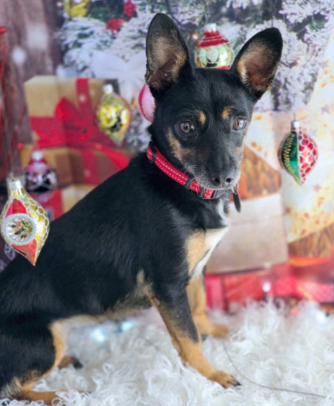 ALLEY KAT - Miniature Pinscher / Dachshund available for adoption