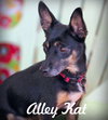 Alley Kat - Photo 5