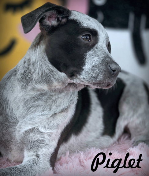 Piglet Image