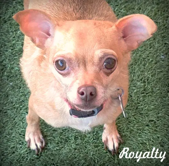 Royalty - Chihuahua