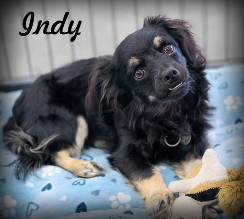 Indy, an adoptable Dachshund in Chino Hills, CA