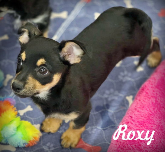 Roxy