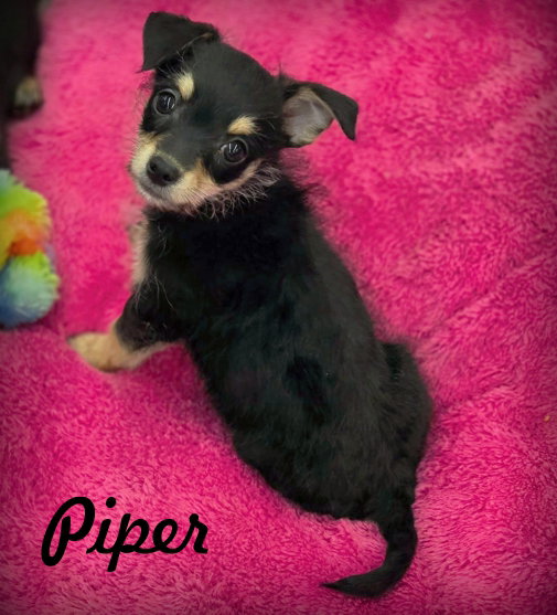 Piper