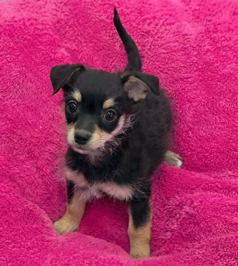 Piper