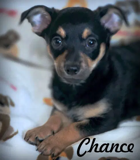 Chance - Miniature Schnauzer