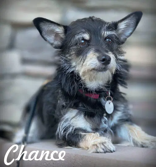 Chance image 2