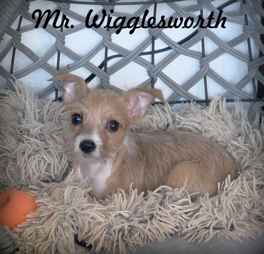 Mr. Wigglesworth