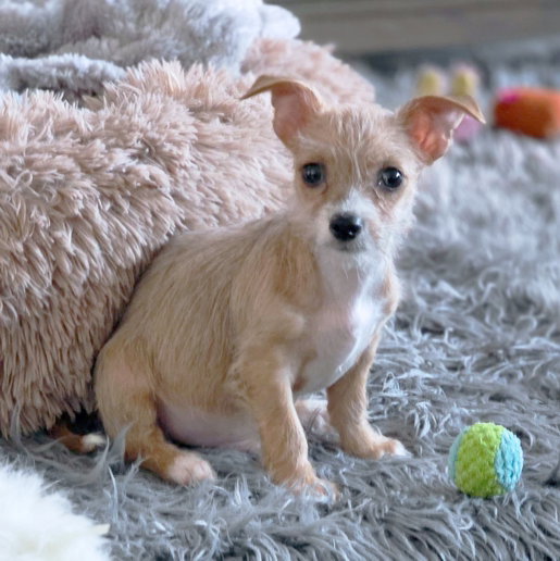 Mr. Wigglesworth