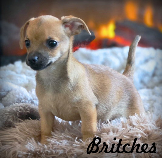 Britches