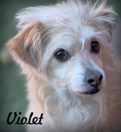 Violet