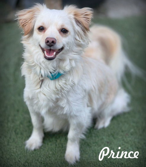 Prince
