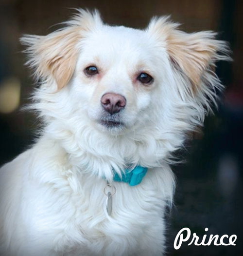 Prince photo 4