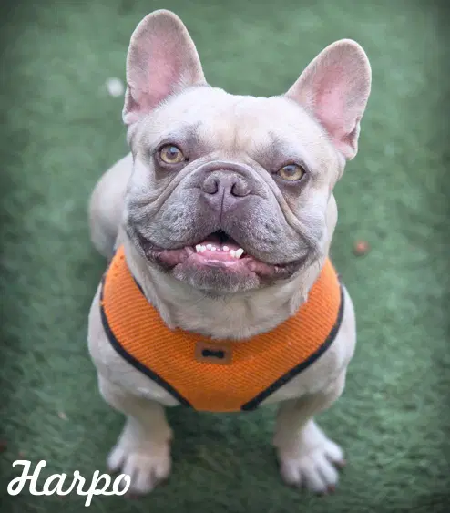 Harpo - French Bulldog