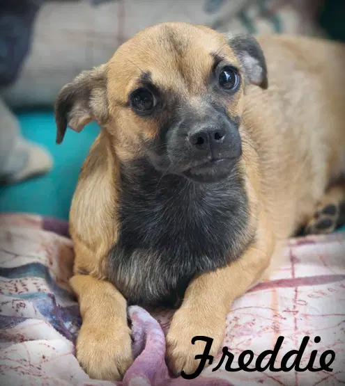 Freddie - Dachshund