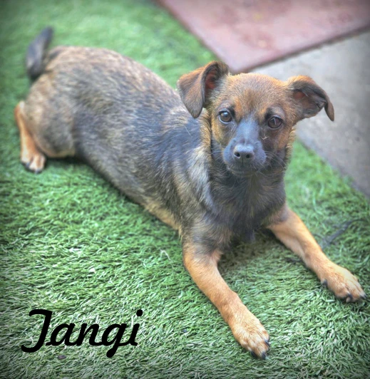 Tangi