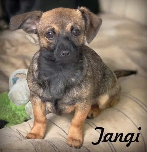 Tangi image 4