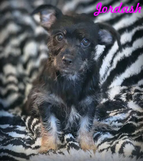 Jordash - Dachshund