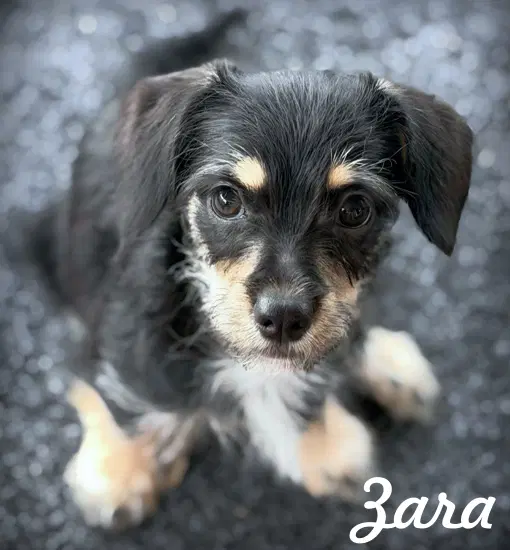 Zara - Dachshund/Cavalier King Charles