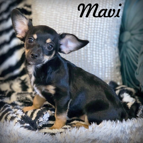 Mavi