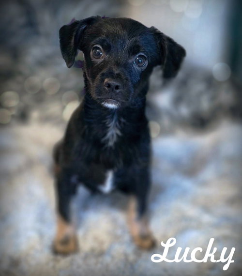 Lucky