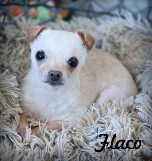 Flaco