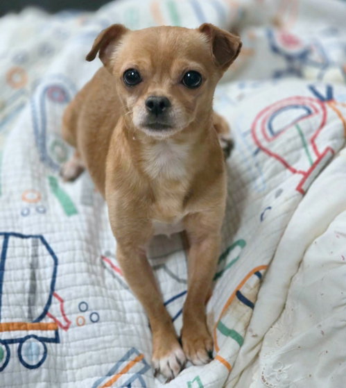 Churro photo 2