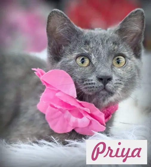 Keeley - Domestic Short Hair