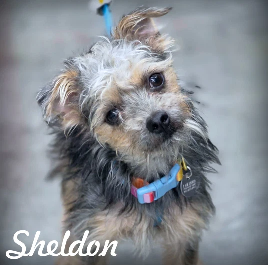 Sheldon