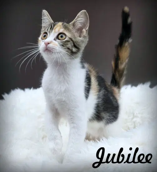 Jubilee - Calico