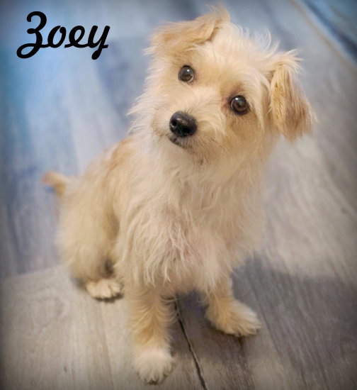 Zoey, Poodle (Miniature)