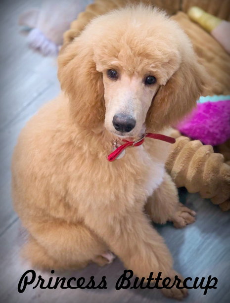 Princess Buttercup, Poodle (Standard)
