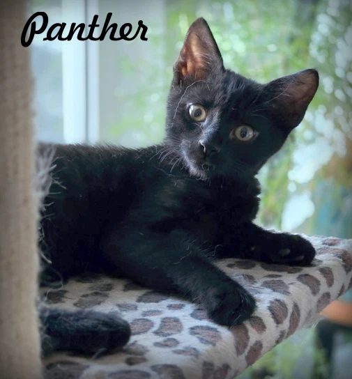 Panther