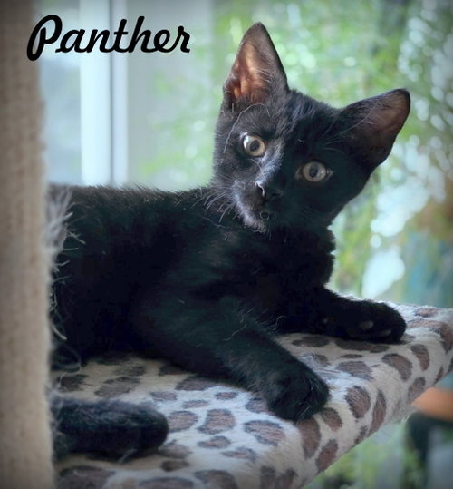 Panther, a cat for adoption from Pardon... Me Inc.