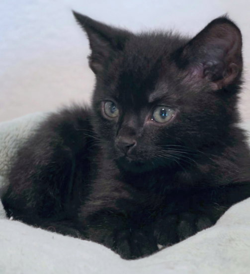 Panther, photo 3