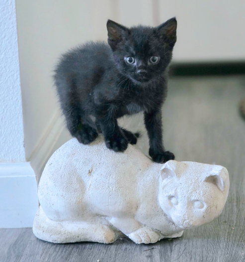 Photo 4 of Panther