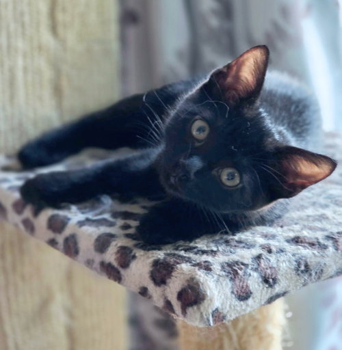 Photo 6 of Panther