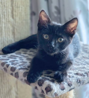 Panther, photo 8